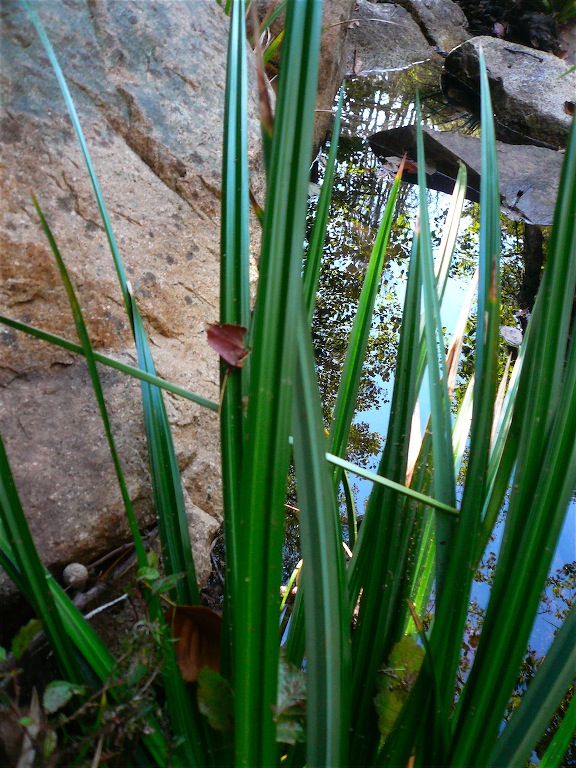 Pianta palustre - Carex microcarpa